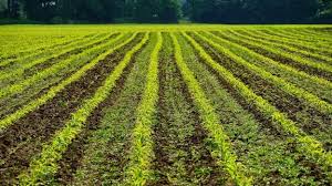 Soil Farming Image 1
