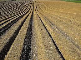 Soil Farming Image 2