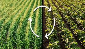 Soil Farming Image 4