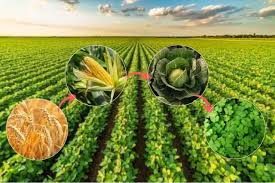 Soil Farming Image 5