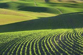 Soil Farming Image 7
